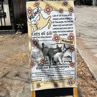   at Kafe Kuching - Cats of Gili in 
