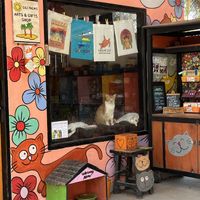   at Kafe Kuching - Cats of Gili in 
