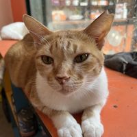   at Kafe Kuching - Cats of Gili in 