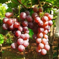  at Sanesa Yourganic in Gurugram