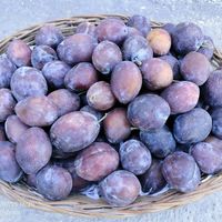  at Sanesa Yourganic in Gurugram