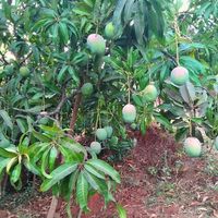  at Sanesa Yourganic in Gurugram