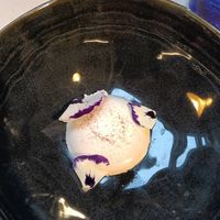 This was so delicious! Pannacotta at Brancaia in Radda In Chianti