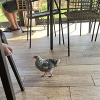 Huge Plus: Free running Chickens everywhere😄 at Quinta Levada do Rei in Santana