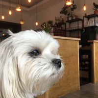 dogs friendly at Kavárna 18g in Marianske Lazne