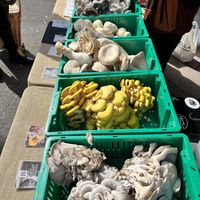 Biggest mushrooms ever!   at BYO Long Beach - Farmers Market in Long Beach