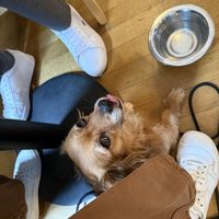 Hunde sind willkommen ☺️  at Kaffee auf Hawaii - Brunch & Chill in Mannheim