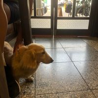 cute security dog at Kim Yo Pan - Vegan Bakery in Taichung