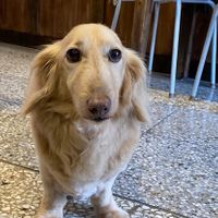 Friendly doggo  at Kim Yo Pan - Vegan Bakery in Taichung