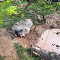  at Vegan Bullerbyn e.V. in Rehau