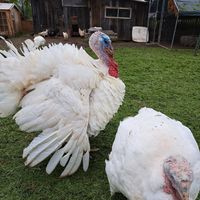  at Vegan Bullerbyn e.V. in Rehau