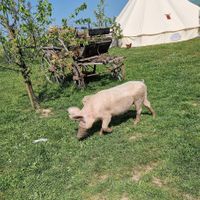  at Vegan Bullerbyn e.V. in Rehau