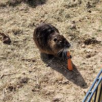  at Vegan Bullerbyn e.V. in Rehau