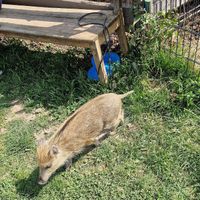  at Vegan Bullerbyn e.V. in Rehau