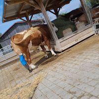  at Erdlingshof in Kollnburg