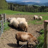  at Erdlingshof in Kollnburg