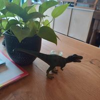 Rawr 🦖 at Little Collins CBD  in Dublin