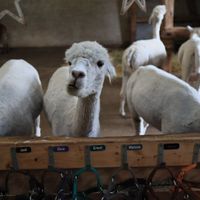  at Hof Birkenkamp  in Bresegard Bei Picher