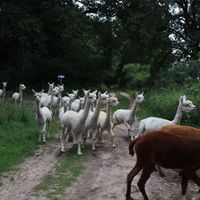  at Hof Birkenkamp  in Bresegard Bei Picher