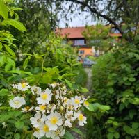  at Artemisia  in Stiefenhofen