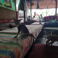 Inside at Old Chill Out Ganesh Restaurant in Hampi