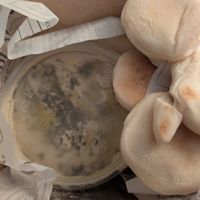 Hummus at Barra Falafel Zona Colonial in Santo Domingo