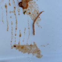 Shrimp leg found in pasta arrabbiata  at Veciu Muin in Riomaggiore