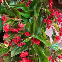 hoa đỏ rất đẹp mà mình không biết tên at Andee Sapa Restaurant - Buffet Grill Hotpot & Vegan Food in Lao Cai