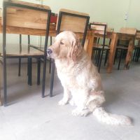  at Andee Sapa Restaurant - Buffet Grill Hotpot & Vegan Food in Lao Cai