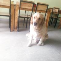  at Andee Sapa Restaurant - Buffet Grill Hotpot & Vegan Food in Lao Cai