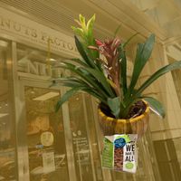 Nuts, superimposed over store front at Nuts Factory in New York City