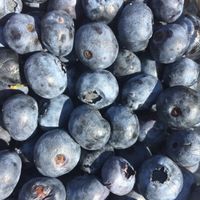 Delicious blueberries from the market!  at West Cape May Farmers Market in West Cape May
