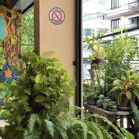Plants  at Anchan Vegetarian Restaurant in Chiang Mai