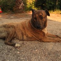 Welcoming dog at Centro Tinkuy - Gracias a la Vida Association in Sintra