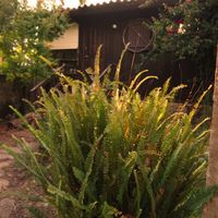 Green outside at Centro Tinkuy - Gracias a la Vida Association in Sintra