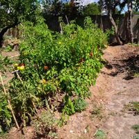 Tomatoes! at Centro Tinkuy - Gracias a la Vida Association in Sintra