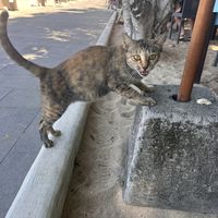 Bonus they have a friendly cat called Victoria who visits daily   at Kekeb Restaurant in Nusa Dua