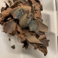 Cute chocolate bat for Halloween!  at The Wild Strawberry in Keswick