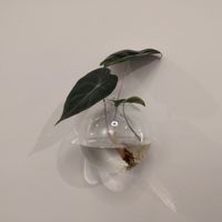 Alocasia at Glacë Manufaktur in Trier