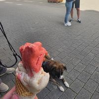 Jummie at Glacë Manufaktur in Trier