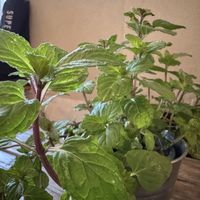 mint  at Blaupause in Luebeck