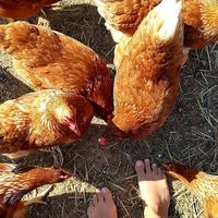 the have so many cute chicken  at Biohof Zum Grünen Baum in Porrau