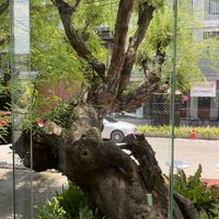 Gorgeous tree outside  at ChaTraMue  in Chiang Mai