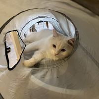   at Canterbury Tails Cat Cafe in Canterbury