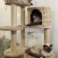   at Canterbury Tails Cat Cafe in Canterbury