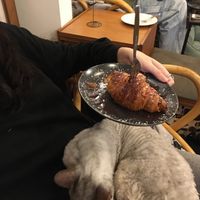   at Canterbury Tails Cat Cafe in Canterbury