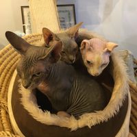   at Canterbury Tails Cat Cafe in Canterbury