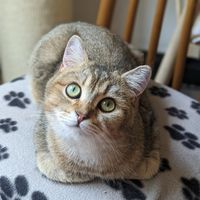  at Canterbury Tails Cat Cafe in Canterbury