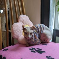  at Canterbury Tails Cat Cafe in Canterbury