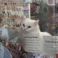  at Canterbury Tails Cat Cafe in Canterbury